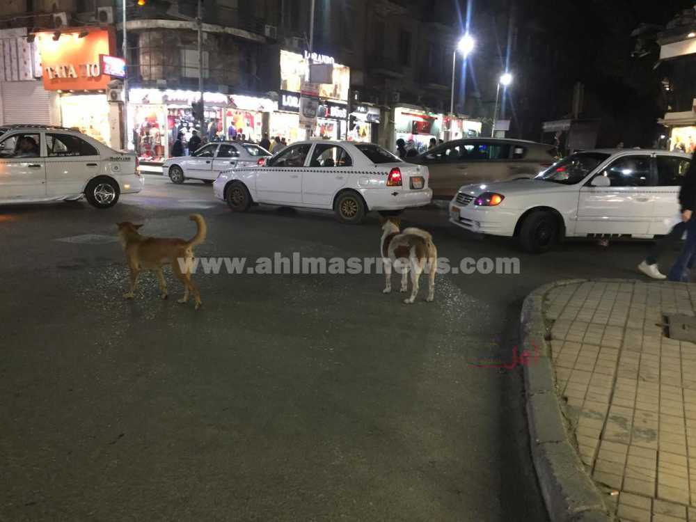 الكلاب في شوارع وسط البلد 