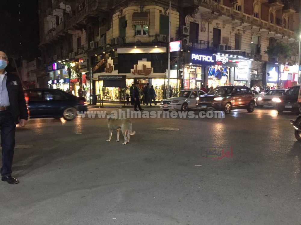 الكلاب في شوارع وسط البلد 