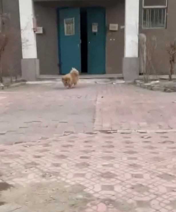 كلب ينتظر عودة صاحبه