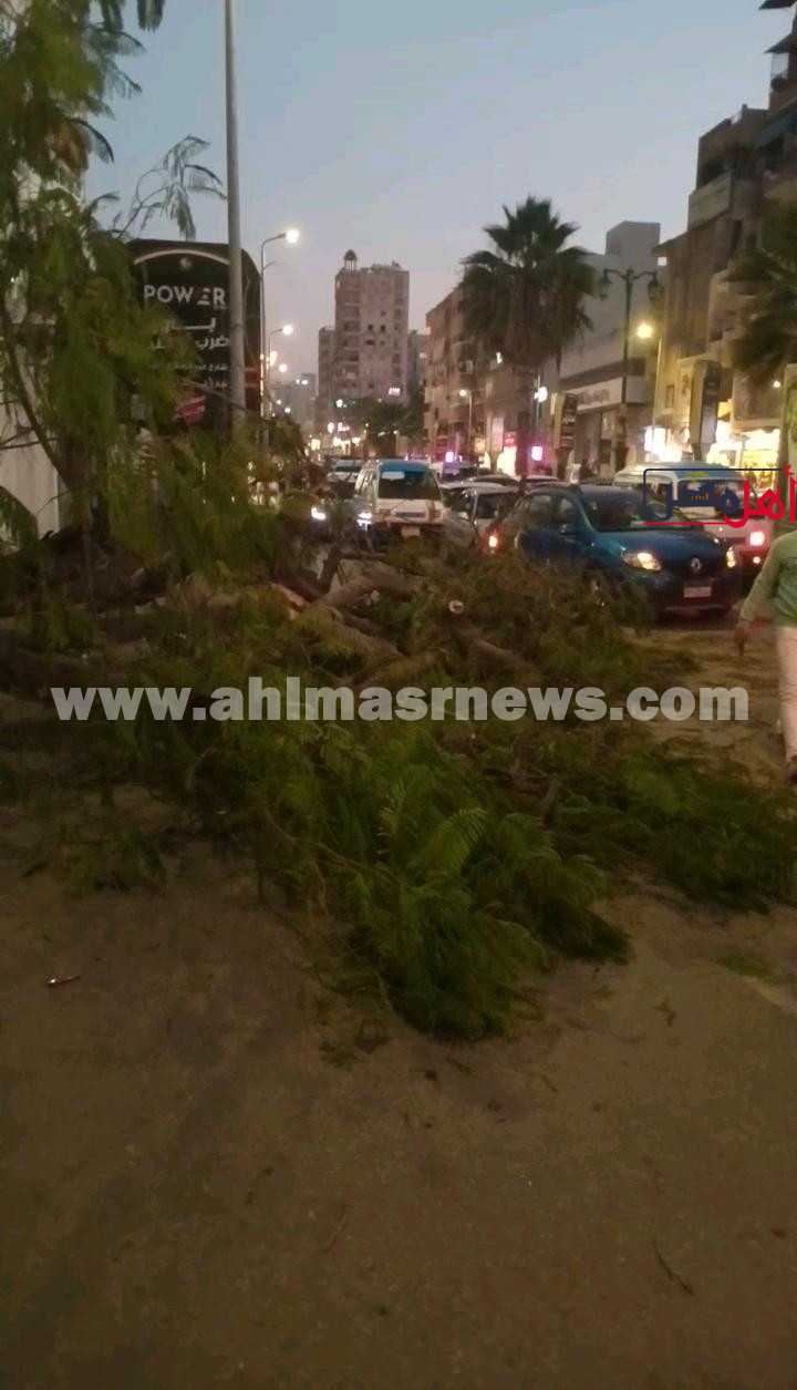 سقوط شجرة علي السيارات بالبحيرة