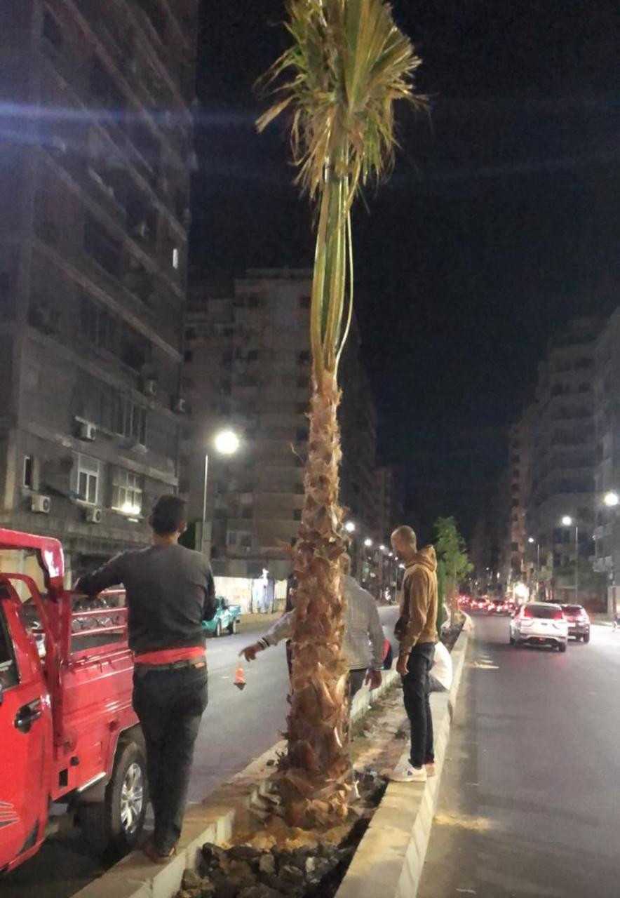 قطع أشجاء الإسكندرية قطع أشجاء الإسكندرية