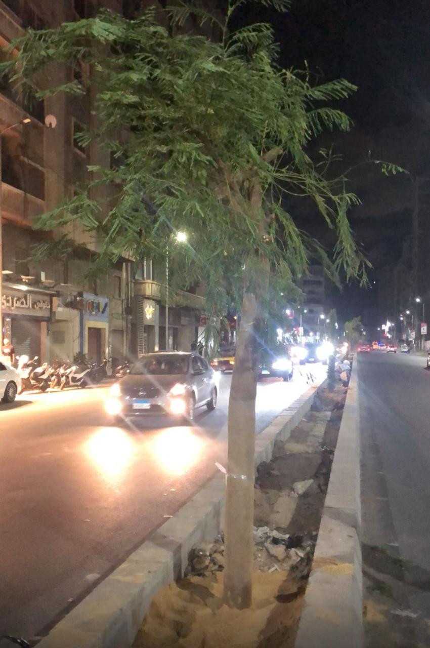 قطع أشجاء الإسكندرية قطع أشجاء الإسكندرية