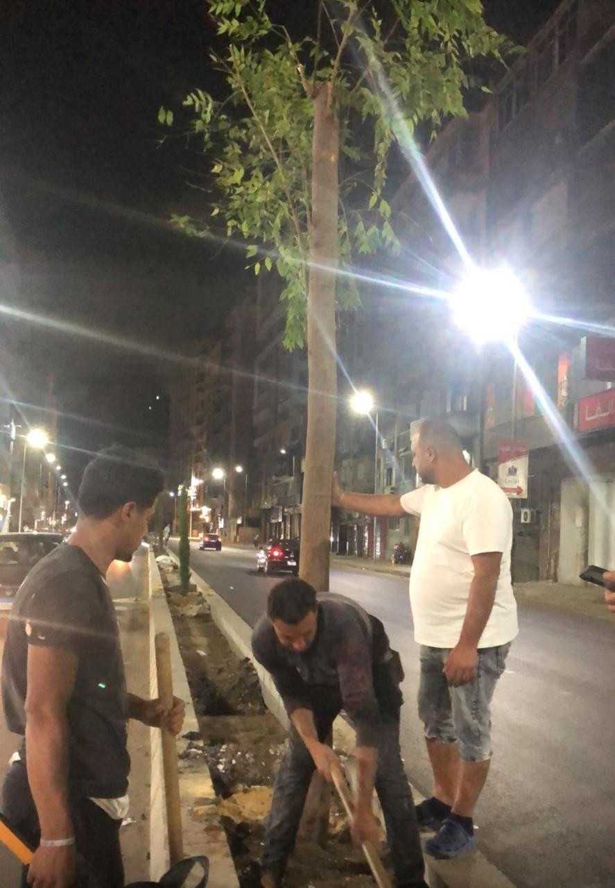 قطع أشجاء الإسكندرية قطع أشجاء الإسكندرية
