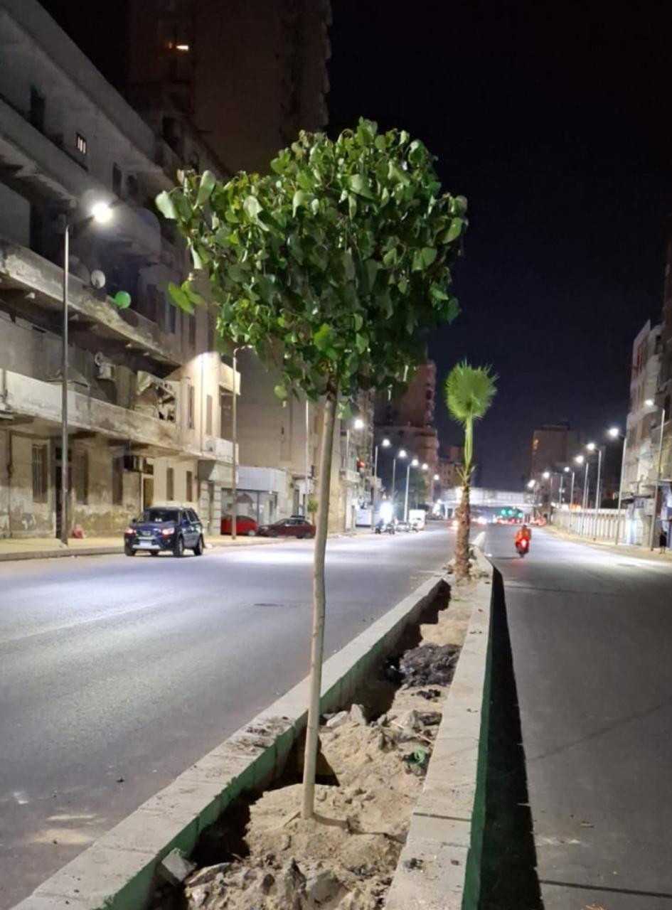 قطع أشجاء الإسكندرية قطع أشجاء الإسكندرية