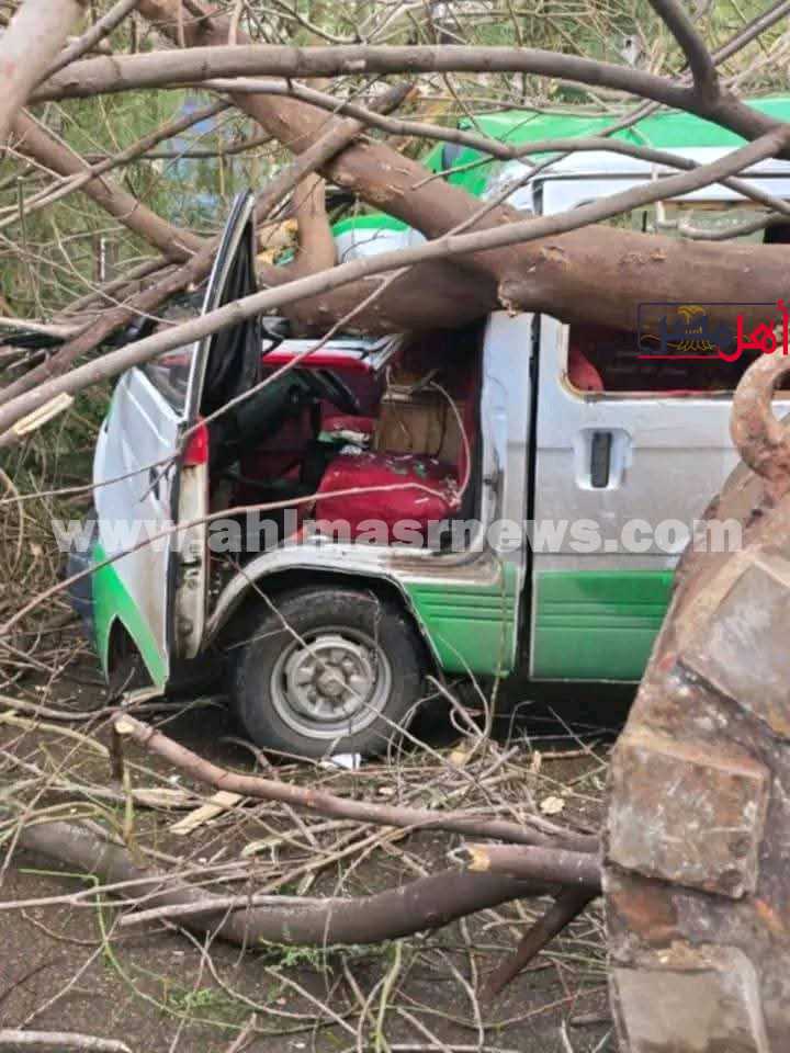 سقوط شجرة في البحبرة