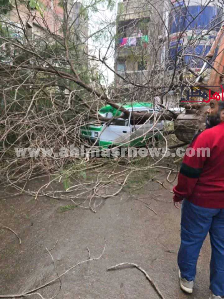 سقوط شجرة في البحبرة
